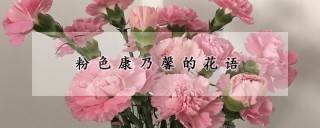 粉色康乃馨的花语,第1图