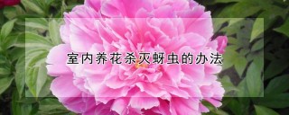 室内养花杀灭蚜虫的办法,第1图