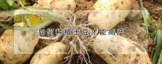 如何种植土豆才能高产,第1图