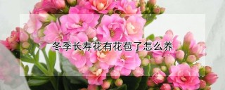 冬季长寿花有花苞了怎么养,第1图