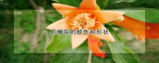 石榴花的颜色和形状,第1图