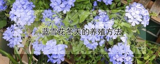 蓝雪花冬天的养殖方法,第1图