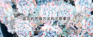 蓝豆的养殖方法和注意事项,第1图