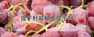 提子籽能种出提子吗,第1图