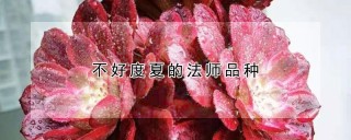 不好度夏的法师品种,第1图