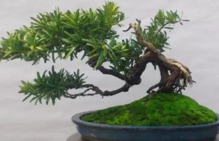 罗汉松盆景怎么摘心，修剪顶部的生长点(树梢枝为10厘米最佳),第2图