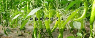 辣椒的种植方法,第1图