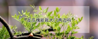 龙爪槐能栽大门两边吗,第1图