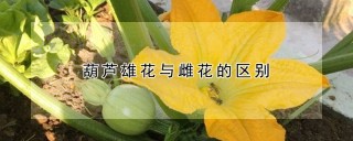 葫芦雄花与雌花的区别,第1图