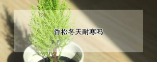 香松冬天耐寒吗,第1图