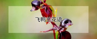 飞鸭兰花语,第1图