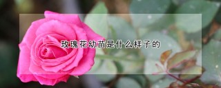 玫瑰花幼苗是什么样子的,第1图