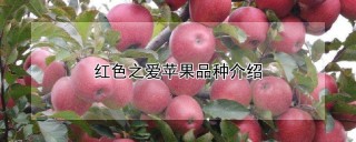 红色之爱苹果品种介绍,第1图