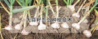 大蒜籽怎么种植技术,第1图