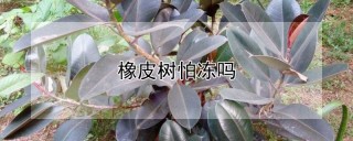 橡皮树怕冻吗,第1图