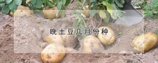 晚土豆几月份种,第1图
