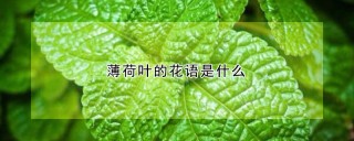 薄荷叶的花语是什么,第1图