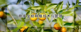 脆蜜金桔种植技术与管理,第1图