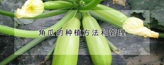 角瓜的种植方法和管理,第1图