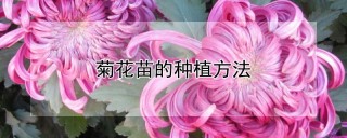 菊花苗的种植方法,第1图