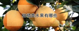 柑橘类水果有哪些,第1图