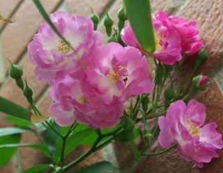 野蔷薇花，野蔷薇花特点,第1图