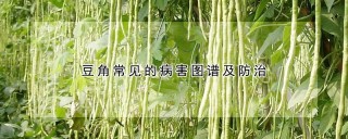 豆角常见的病害图谱及防治,第1图