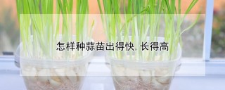 怎样种蒜苗出得快,长得高,第1图