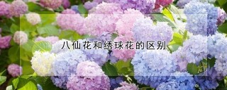 八仙花和绣球花的区别,第1图