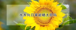 水养向日葵能晒太阳吗,第1图