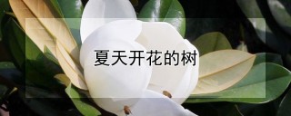 夏天开花的树,第1图