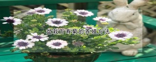 盆栽万寿菊的养殖方法,第1图