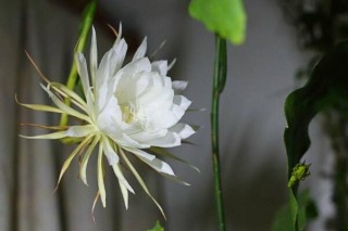 仙人球花和昙花的区别，介绍四种不同之处,第1图