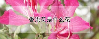 香港花是什么花,第1图