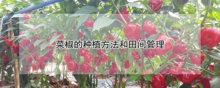 菜椒的种植方法和田间管理,第1图