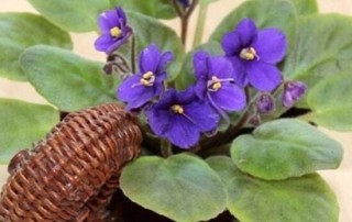 紫罗兰怎么种，紫罗兰种子的种植方法,第5图