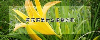 黄花菜是什么植物的花,第1图