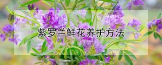 紫罗兰鲜花养护方法,第1图