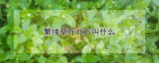 繁缕草在北方叫什么,第1图