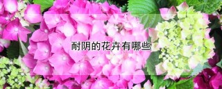 耐阴的花卉有哪些,第1图