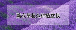 薰衣草怎么种植盆栽,第1图