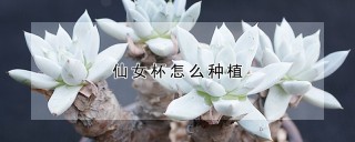 仙女杯怎么种植,第1图