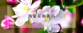 海棠花有毒吗,第1图