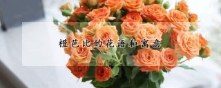 橙芭比的花语和寓意,第1图