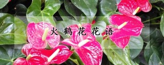 火鹤花花语,第1图