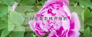 牡丹花是怎样开放的,第1图