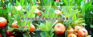 橘子树盆栽的养殖方法和注意事项,第1图
