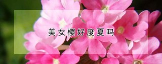 美女樱好度夏吗,第1图