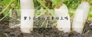 萝卜出苗后需要培土吗,第1图