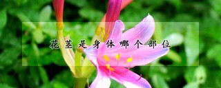 花茎是身体哪个部位,第1图